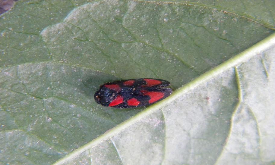 da identificare insettino rosso e nero